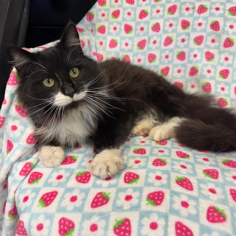 Shamrock thumbnail 2