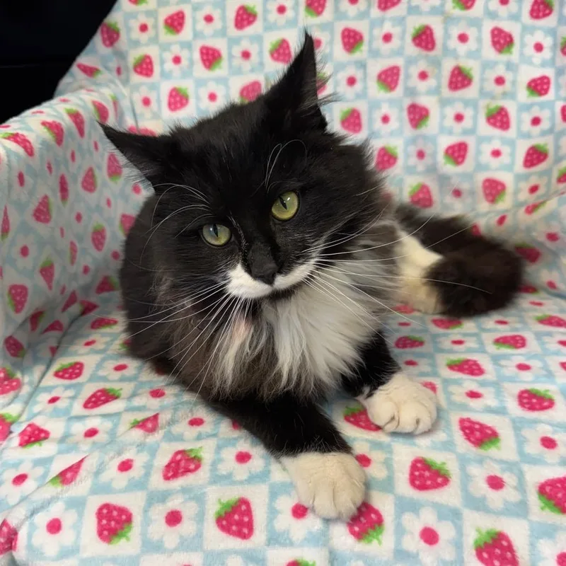 Shamrock thumbnail 3