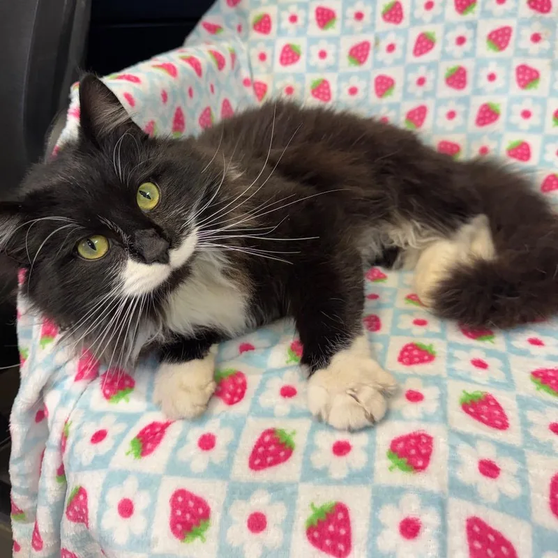 Shamrock thumbnail 4