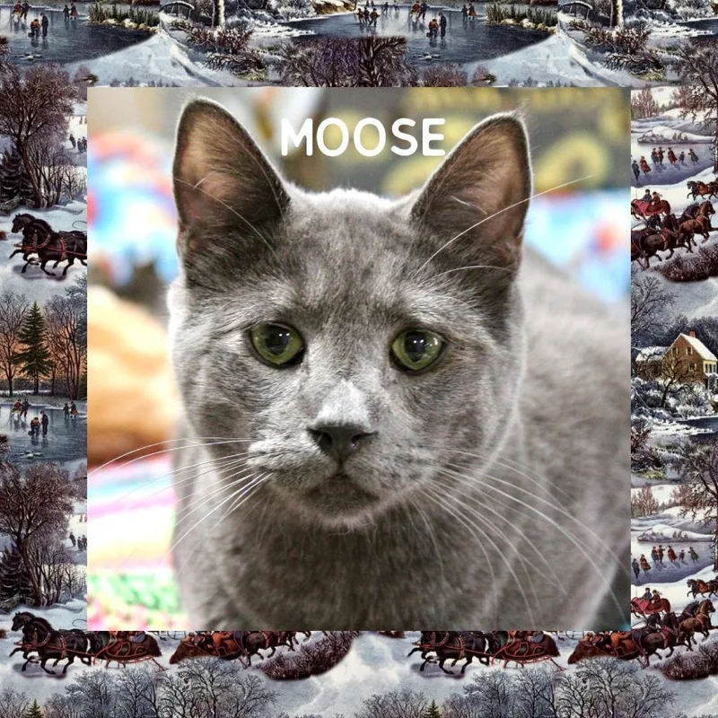 Moose thumbnail 3