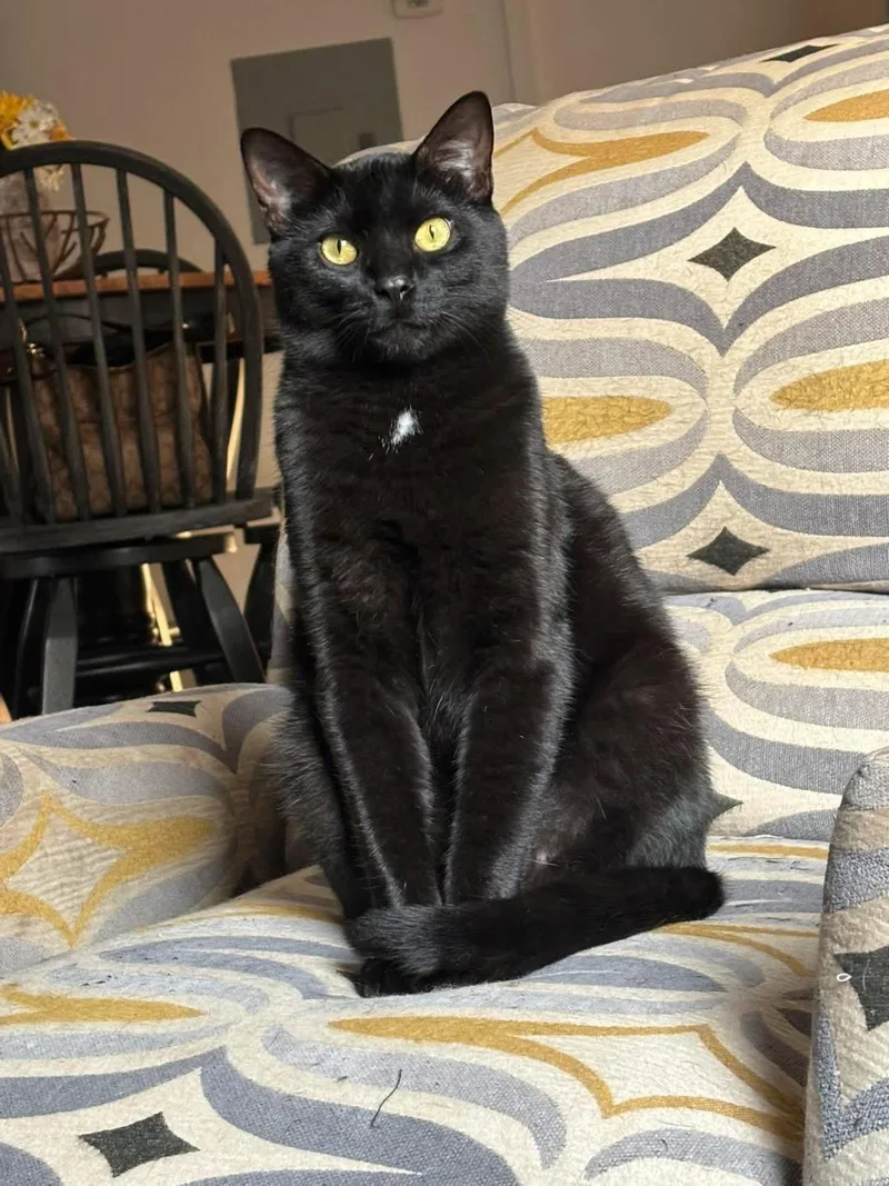 A young medium-sized male American Shorthair cat named Mulligan for adoption in Southaven, MS
