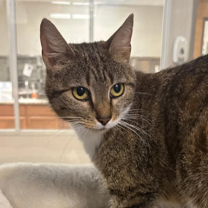 An adult medium-sized female Brown / Chocolate Domestic Short Hair cat named Simone  U for adoption in Tupelo, MS