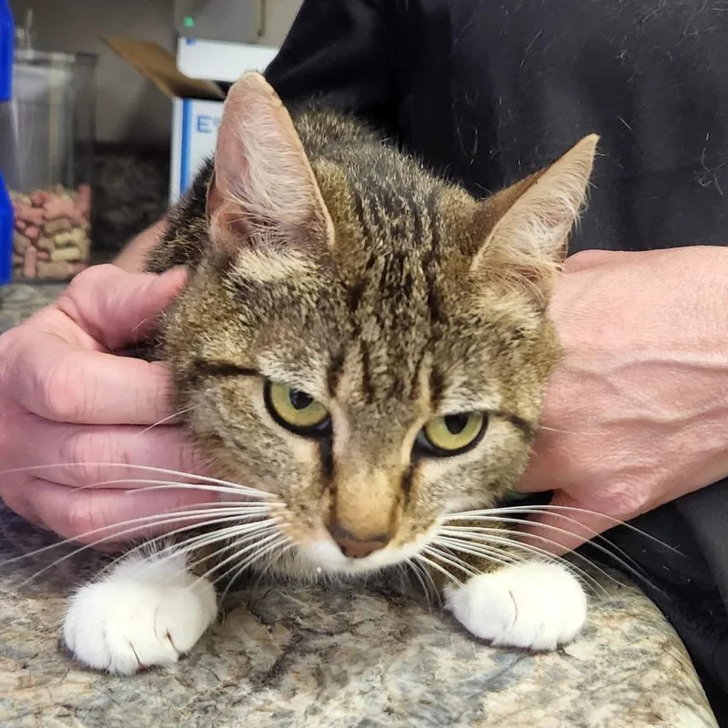 Simone  U thumbnail 2