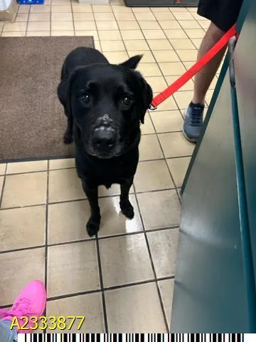 A young large-sized male Mixed Breed dog named Sherlock Bones for adoption in West Palm Beach, FL