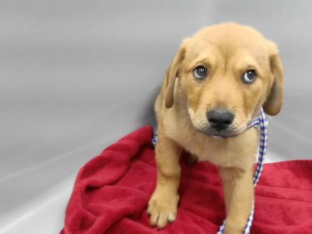 A baby small-sized male Rottweiler dog named Bear for adoption in Omaha, NE