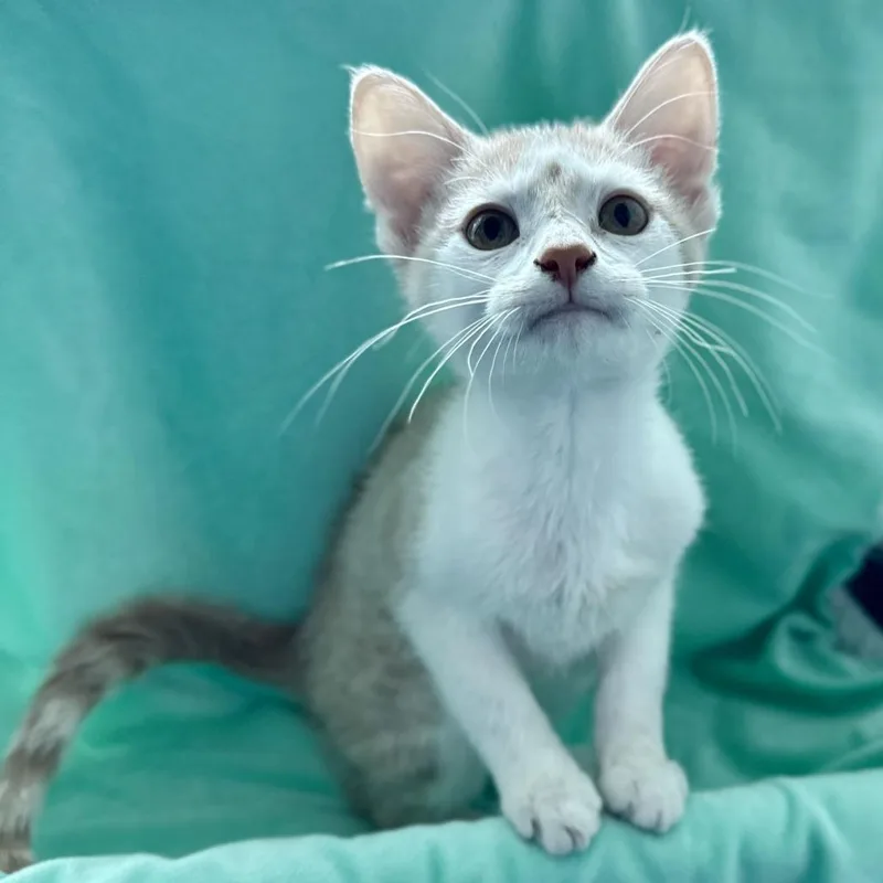 A baby small-sized male Orange / Red Domestic Short Hair cat named Rattles for adoption in Matteson, IL
