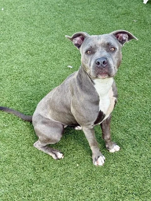 An adult medium-sized female Mixed Breed dog named Blue for adoption in Dallas, TX