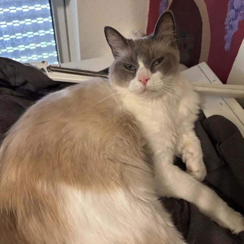 An adult large-sized male White Domestic Long Hair cat named Clyde for adoption in Titusville, FL