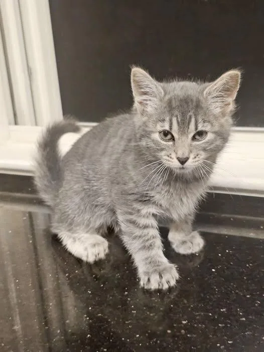 A baby medium-sized male Tabby (Gray / Blue / Silver) Domestic Short Hair cat named Meep for adoption in Reading, PA