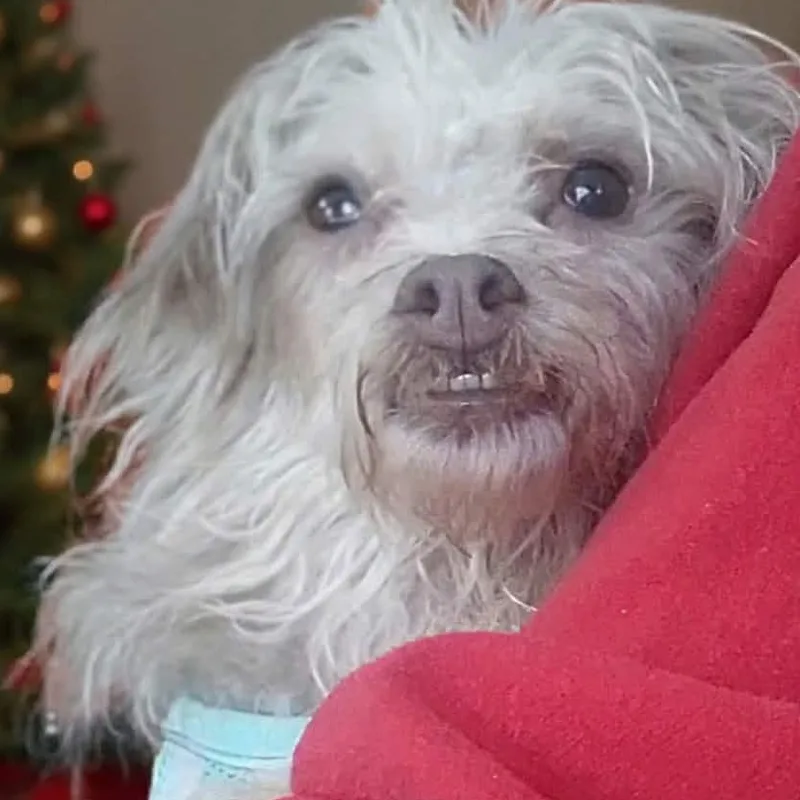 Tater Tot thumbnail 3