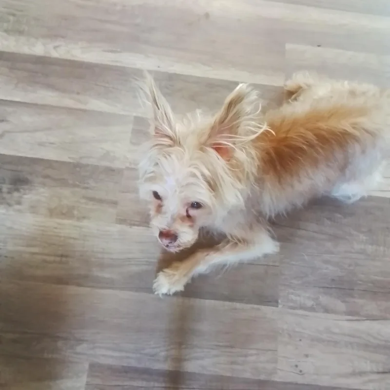 Tater Tot thumbnail 5