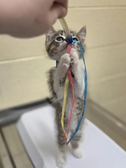 A baby small-sized male Domestic Short Hair cat named Tyrone for adoption in Westland, MI