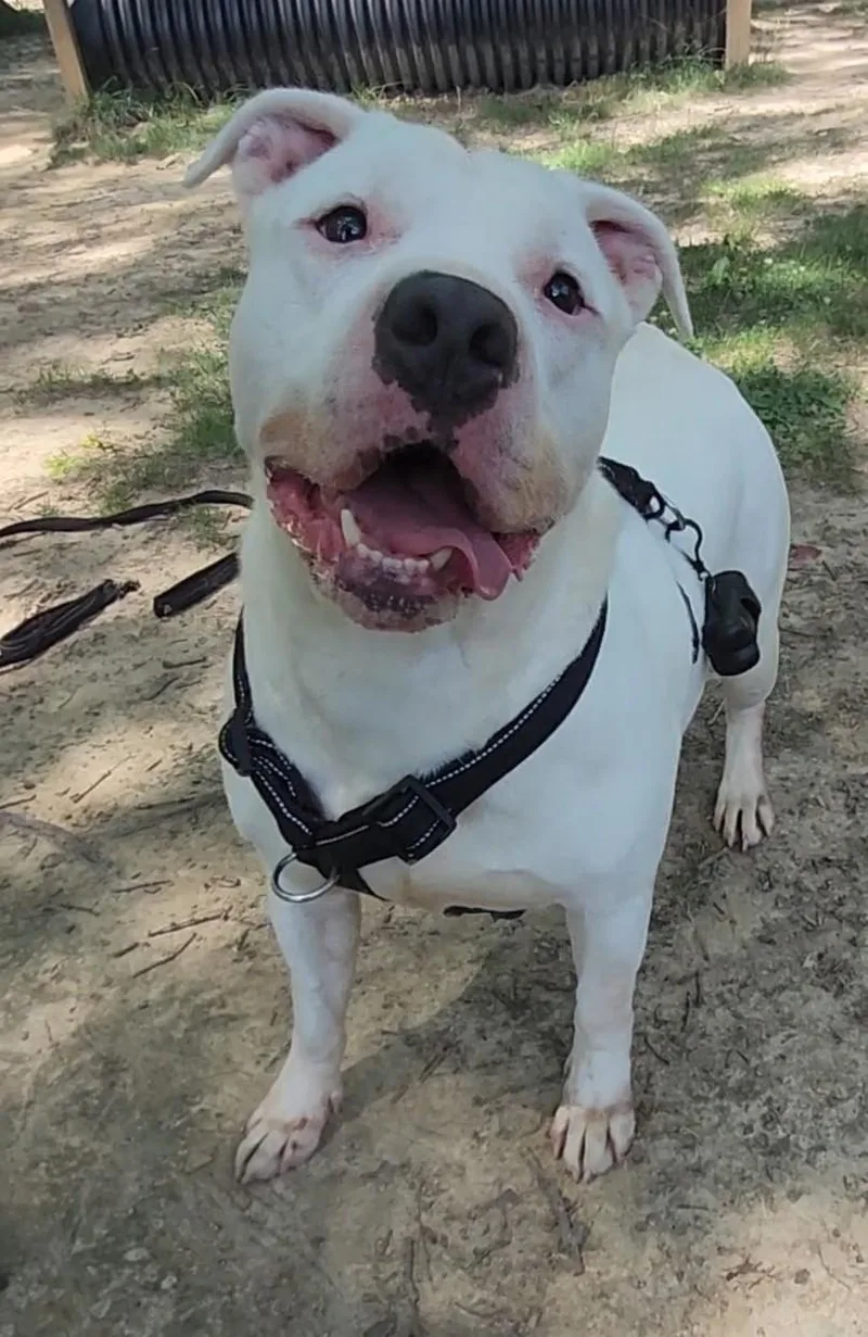 An adult large-sized male Pit Bull Terrier dog named Juice for adoption in Fayetteville, WV