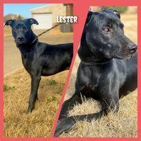 Lester