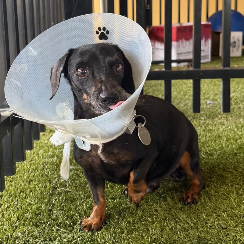 A senior small-sized male Black Dachshund dog named Yoshi for adoption in West Palm Beach, FL