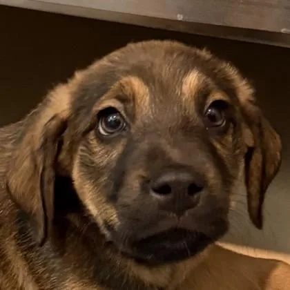 A baby medium-sized male Mixed Breed dog named Frankfurter for adoption in Pleasanton, CA