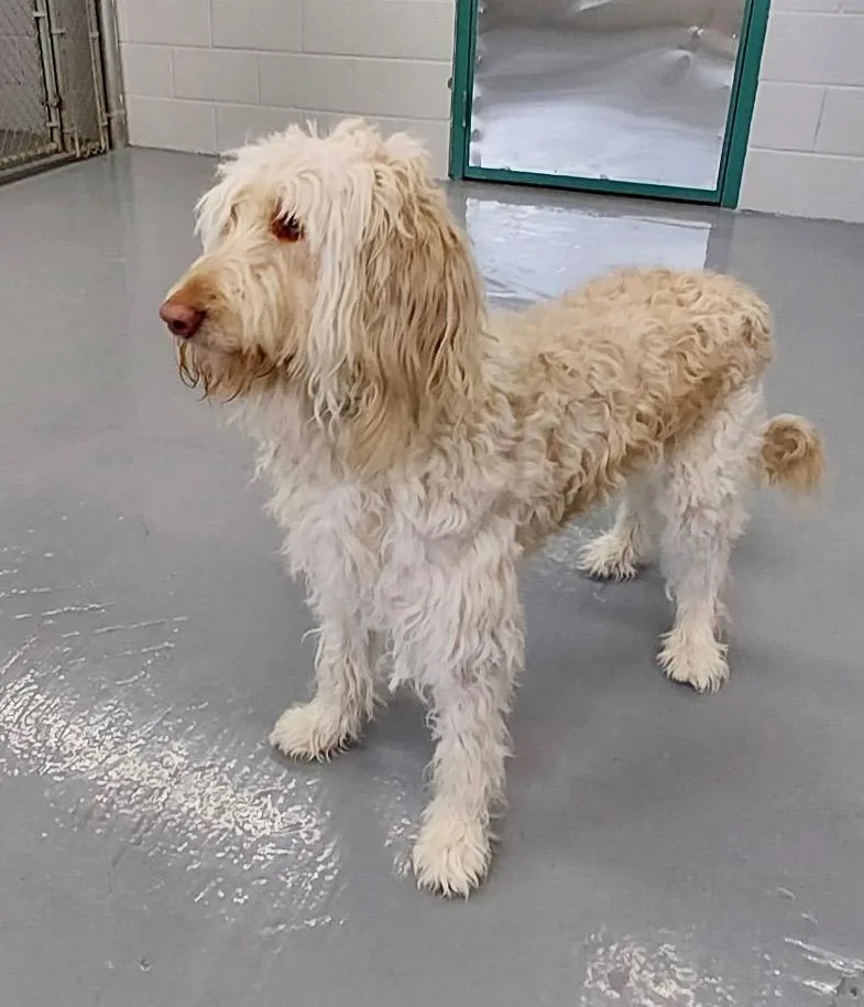 An adult large-sized female Golden Retriever dog named Honey  Ac for adoption in Greeneville, TN