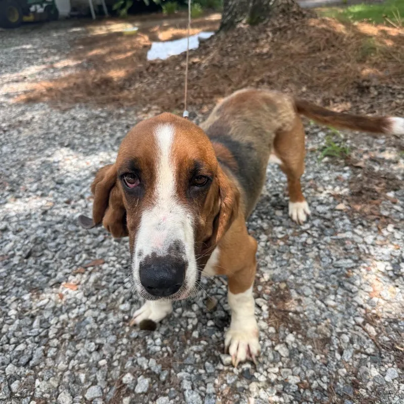 An adult medium-sized male Brown / Chocolate Mixed Breed dog named StrayChantileerTrail for adoption in Columbus, GA