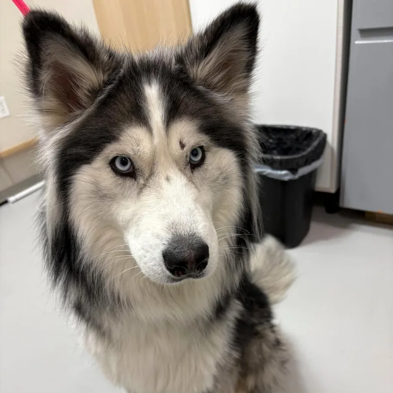 An adult medium-sized female White / Cream Husky dog named Aurora for adoption in Driggs, ID