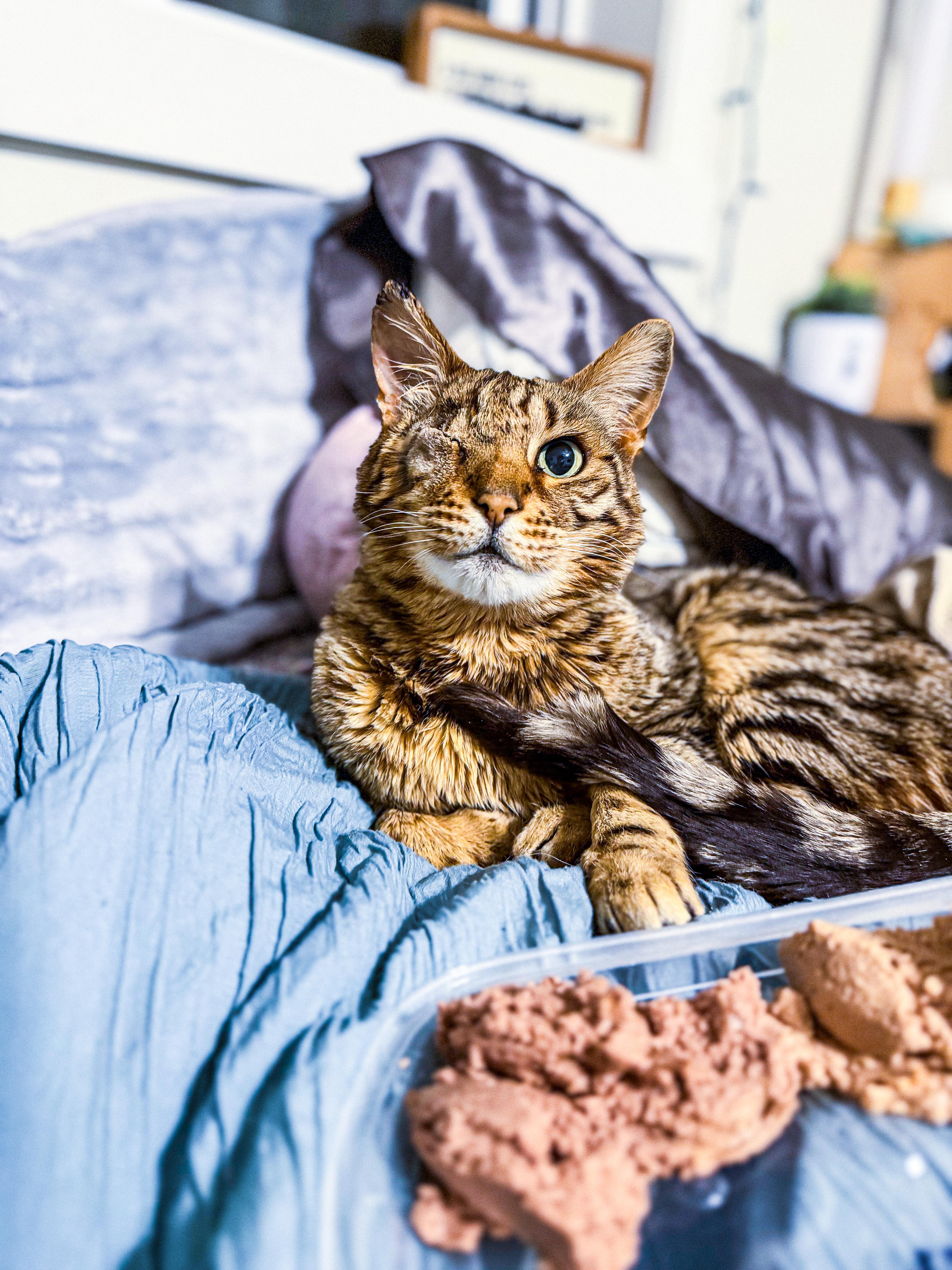 A senior large-sized male Tabby (Brown / Chocolate) Bengal cat named Cy for adoption in Sartell, MN