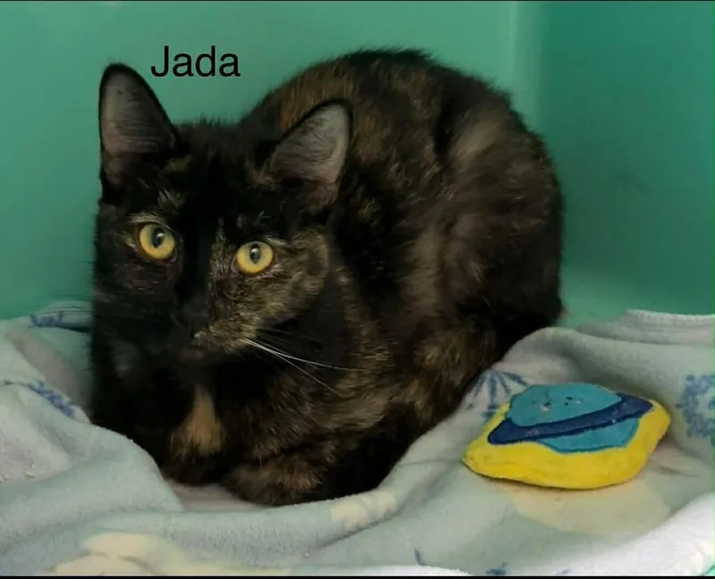 A young medium-sized female Domestic Short Hair cat named Jada for adoption in Plattsburgh, NY