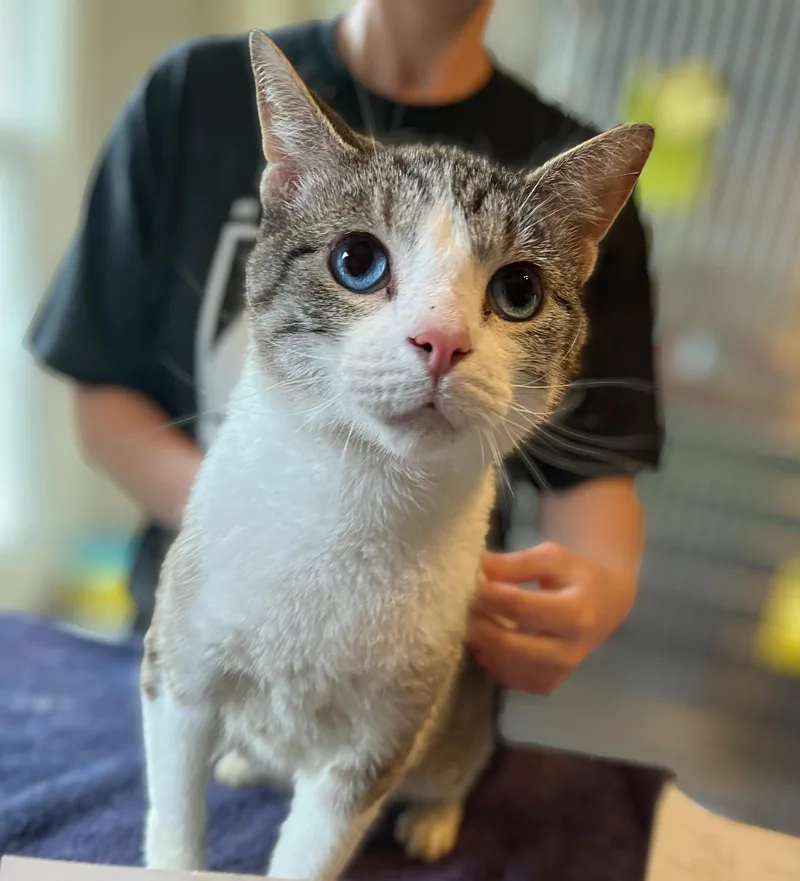 An adult medium-sized male Blue Point Domestic Short Hair cat named Blue Hawaiian for adoption in Seville, OH