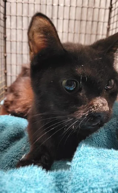 An adult medium-sized female Domestic Short Hair cat named Taylor for adoption in San Antonio, TX