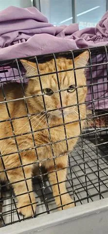 An adult large-sized male Domestic Short Hair cat named Dino for adoption in San Martin, CA