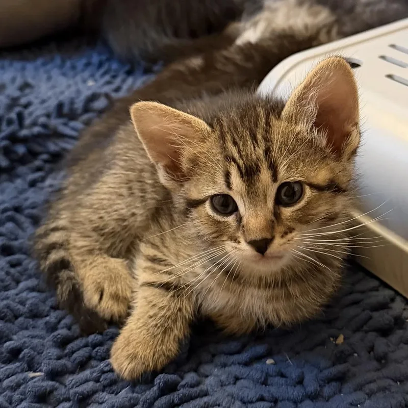 A baby small-sized male Gray / Blue / Silver Domestic Short Hair cat named Hamel for adoption in Denison, TX