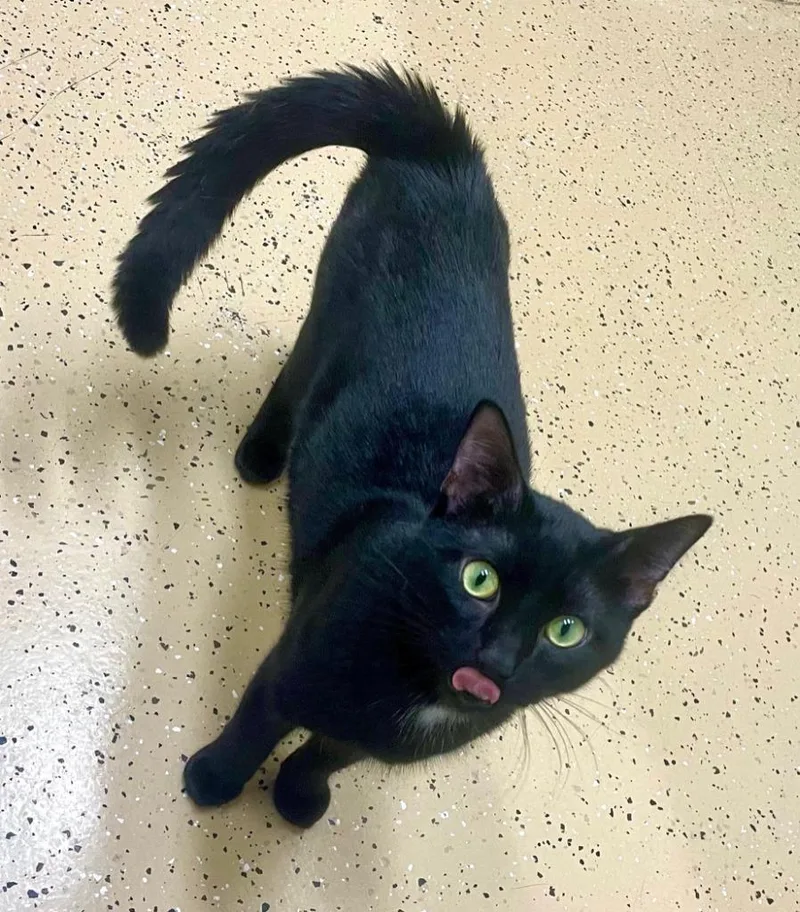 A young large-sized male Domestic Short Hair cat named Beau for adoption in Decorah, IA
