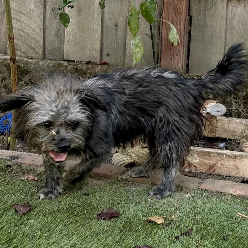 An adult small-sized female Cairn Terrier dog named Mable for adoption in Point Richmond, CA