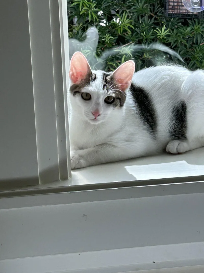 Bonded Pair: Milo And thumbnail 2