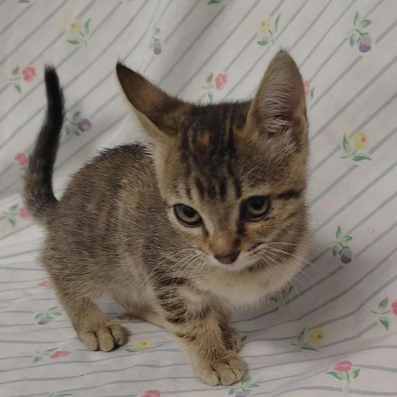 A baby small-sized female Brown / Chocolate Domestic Short Hair cat named Sweet Pea for adoption in Coos Bay, OR