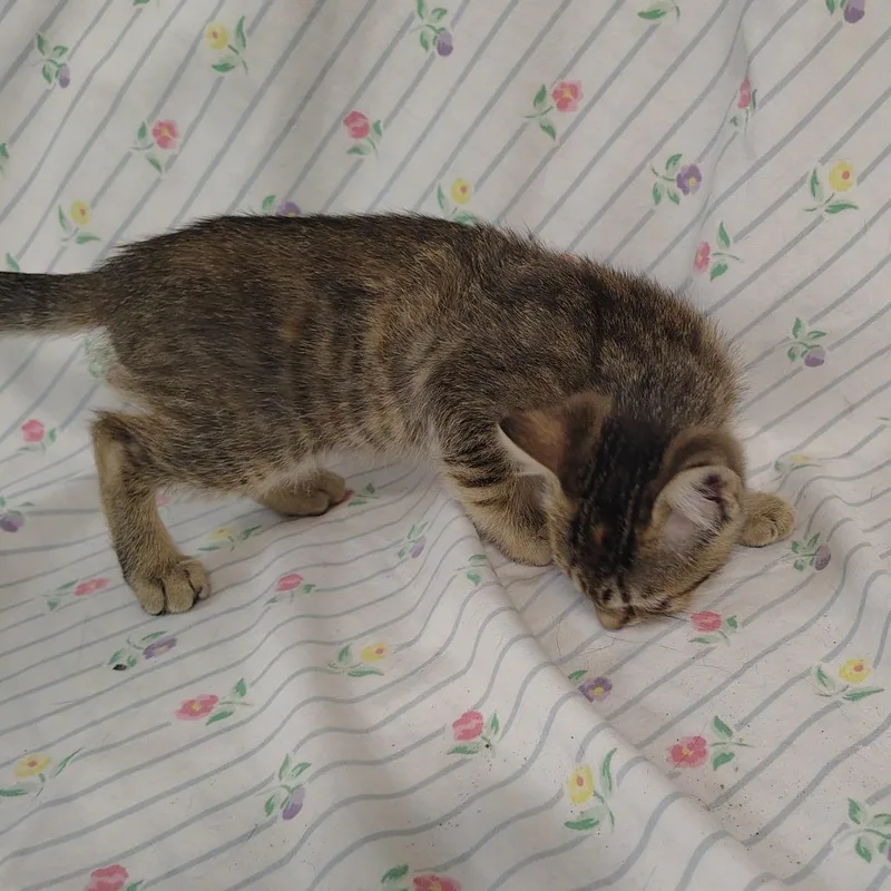 Sweet Pea thumbnail 2