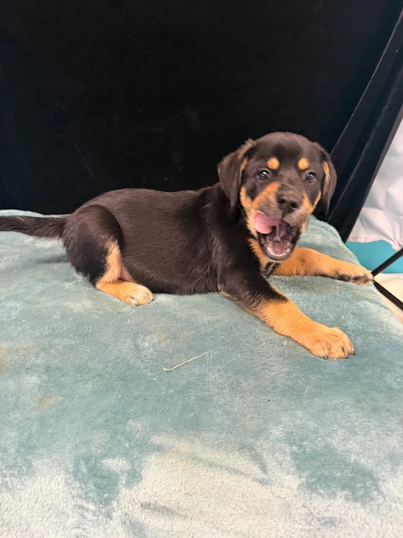 A baby medium-sized male Beagle dog named Toby for adoption in Mount Laurel, NJ