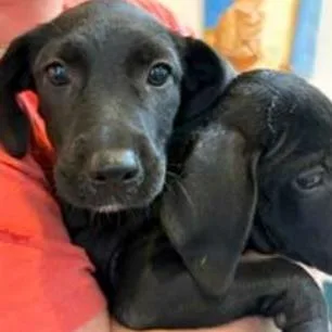 A baby small-sized female Black Labrador Retriever dog named Rune for adoption in Wilmington, DE