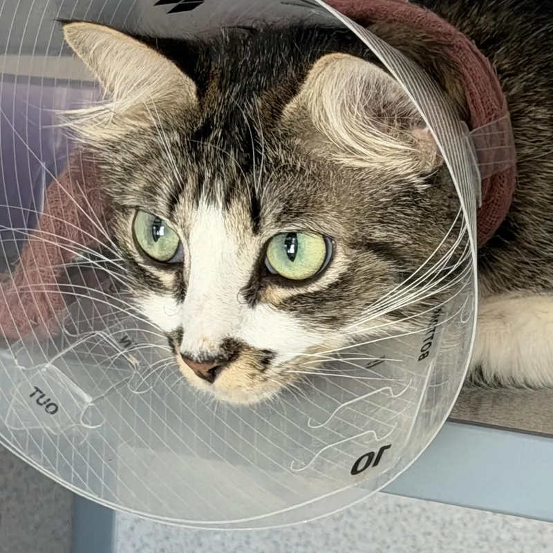 A young medium-sized female Domestic Long Hair cat named Penelope for adoption in Gardnerville, NV