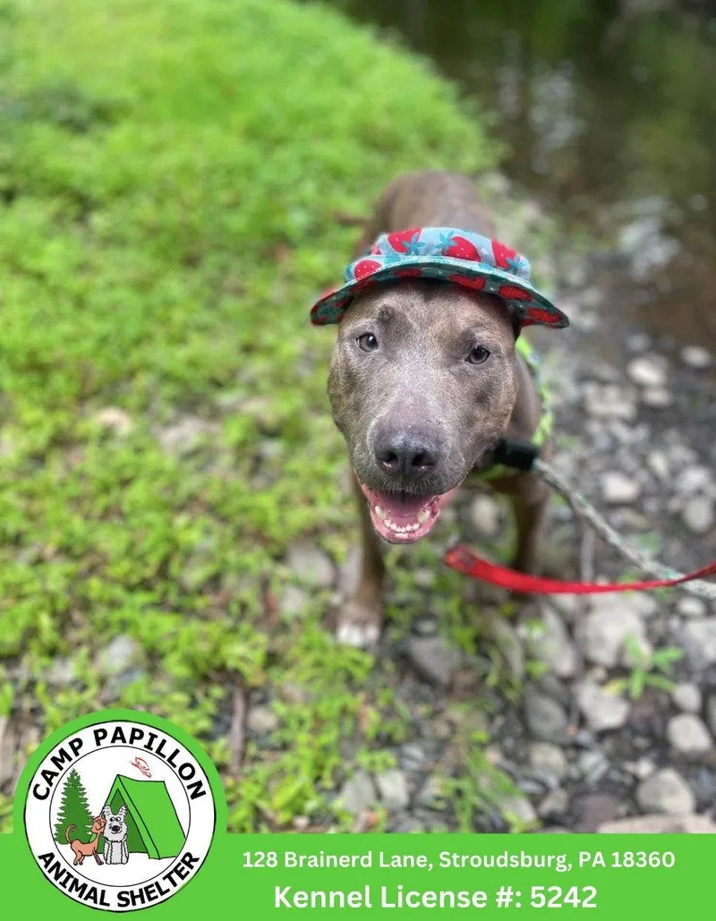 A young medium-sized female Pit Bull Terrier dog named Melody for adoption in Stroudsburg, PA