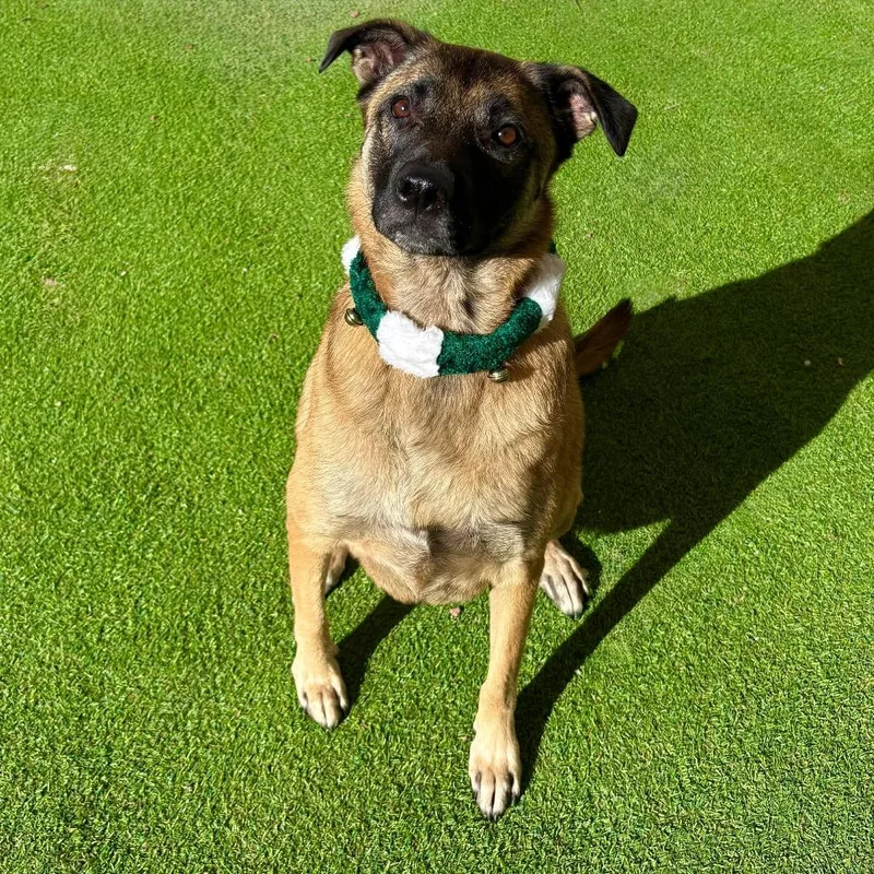 Stella  Paws thumbnail 3