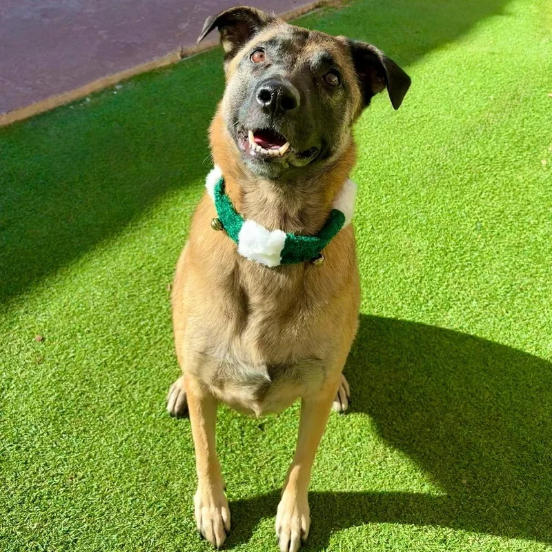 Stella  Paws thumbnail 5