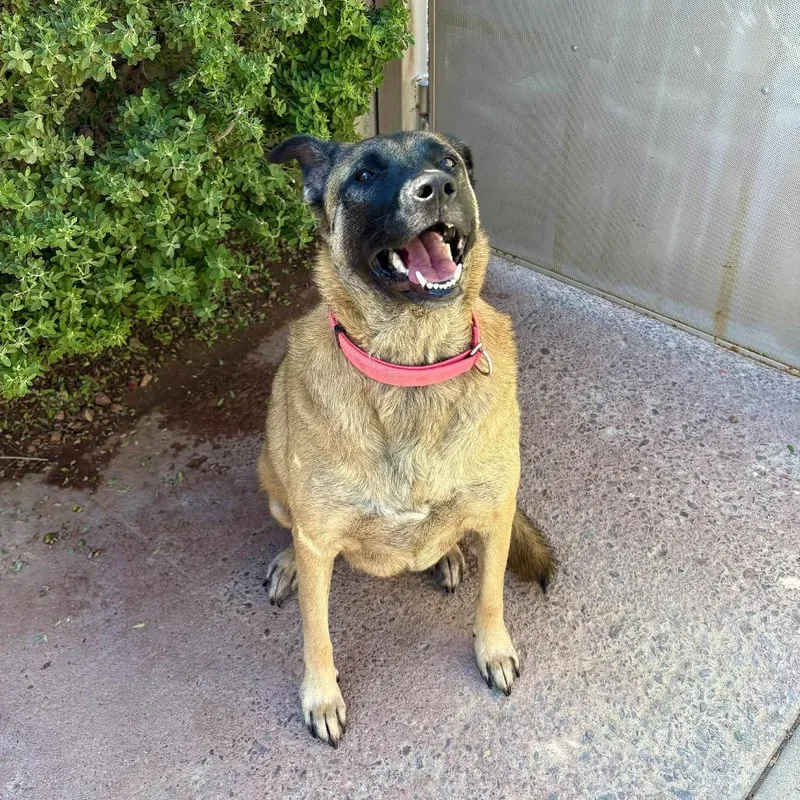 Stella  Paws thumbnail 6