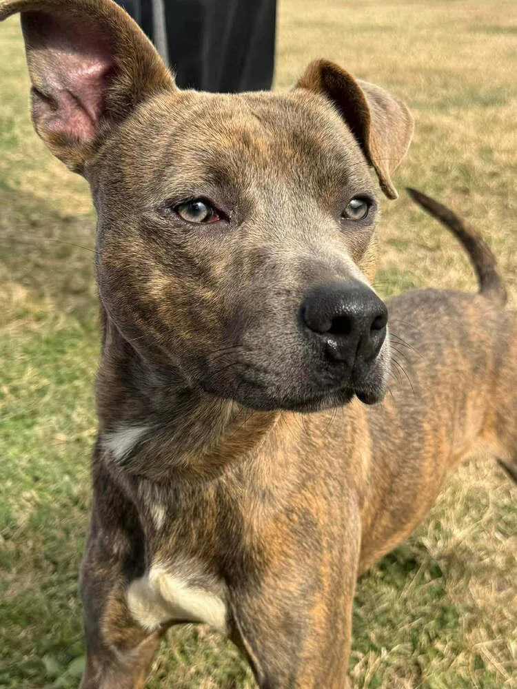 Baby Boy thumbnail 4