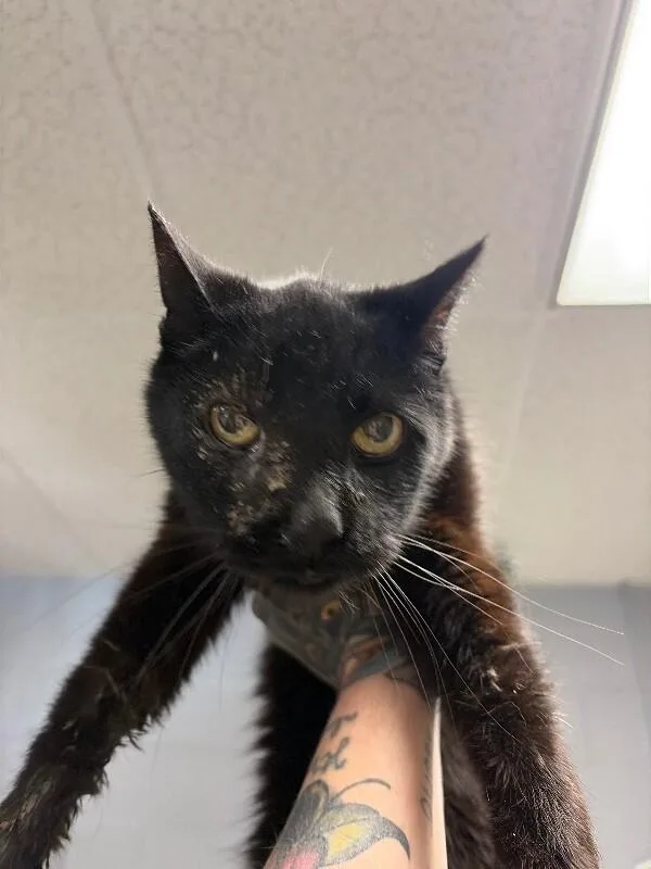 An adult medium-sized male Black Domestic Short Hair cat named Phoenix for adoption in Cincinnati, OH
