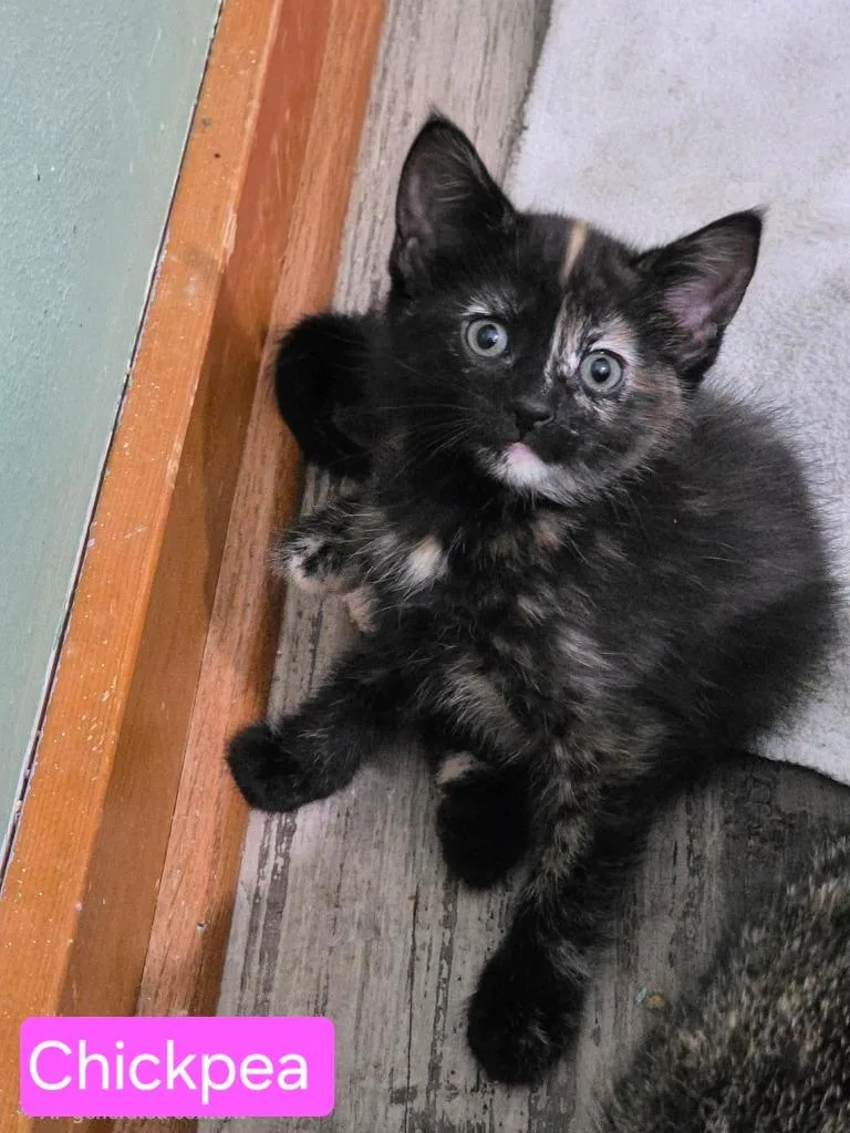 A baby small-sized female Domestic Short Hair cat named Chickpea for adoption in Grand Forks, ND