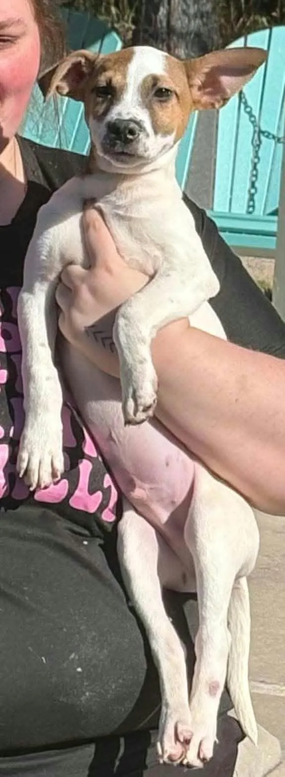 A baby medium-sized male Cattle Dog named Tobias for adoption in Holbrook, NY