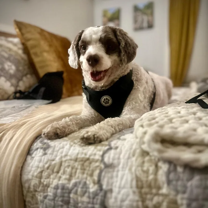 An adult medium-sized male White / Cream Poodle dog named Toby D for adoption in Minnetonka, MN