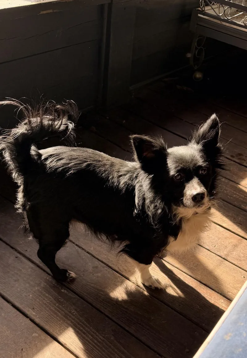 An adult small-sized female Black Border Collie dog named Eve for adoption in Mount Pleasant, SC