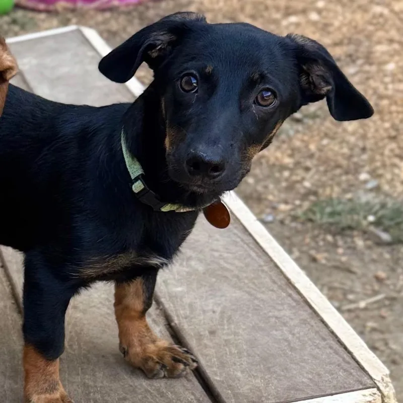A baby small-sized female Black Mixed Breed dog named Veela for adoption in Fredericksburg, VA