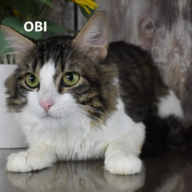 Obi