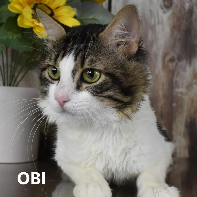 Obi thumbnail 2